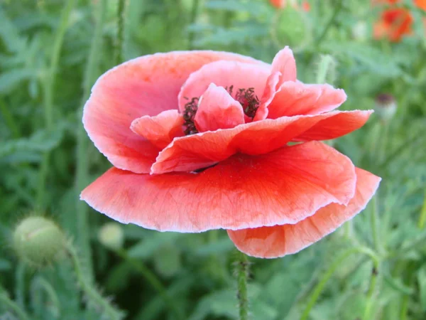 Czerwone Poppy Kwiaty Pszczoły Pszenicy Pola Tle Rhoeas Makowy Latające — Zdjęcie stockowe