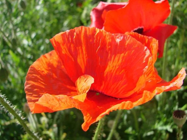 Terry Vermelho Rosa Papoula Laranja Flores Close Campo Selvagem Ópio — Fotografia de Stock