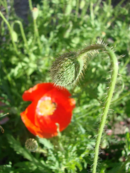 背景には ミツバチやコムギの畑がある赤いポピーの花 一般的なポピー パパバー ロシアと空飛ぶ大地バンブルビー — ストック写真