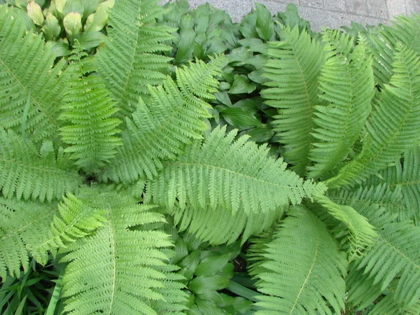 Parfait Motif Naturel Fougère Beau Fond Fait Avec Jeunes Feuilles — Photo