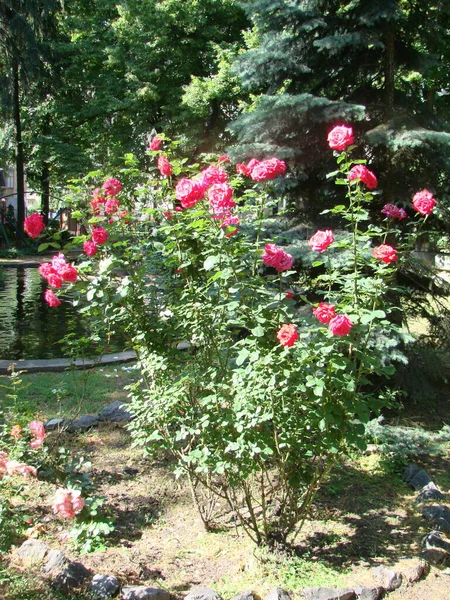 Rosas Arbusto Rosa Rosa Felicia Rosas Fundo Rosa Rosas Rosas — Fotografia de Stock