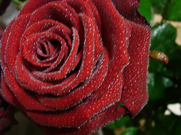 赤はドロップで上昇した 赤いバラの花の花弁に落ちる マクロ写真 花弁に露の滴 雨が降る 濃い赤のバラ — ストック写真