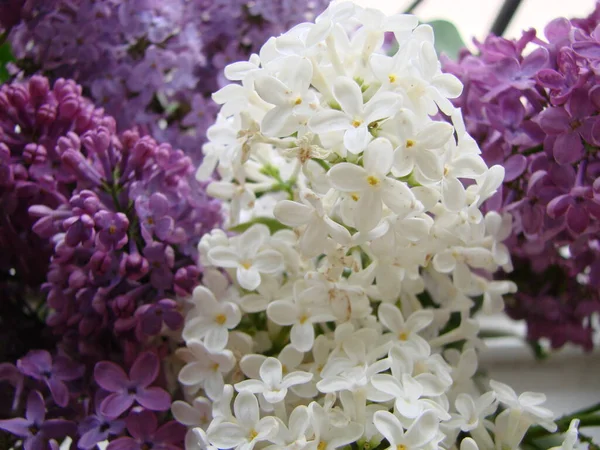 Букет Красивих Білих Фіолетових Бузкових Квітів Весняне Цвітіння Квітучий Бузковий — стокове фото