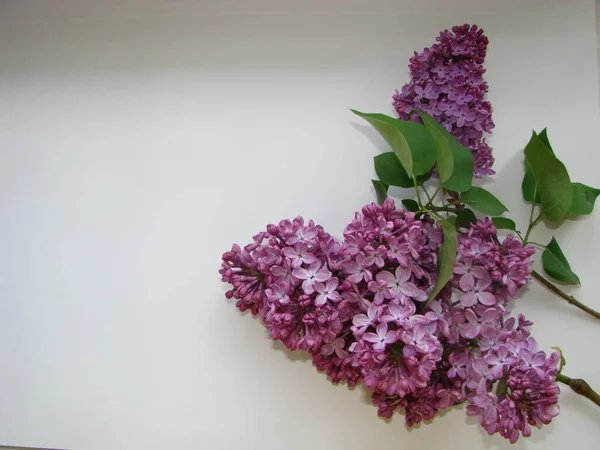 Belles Fleurs Lilas Isolées Sur Fond Blanc Gros Plan — Photo