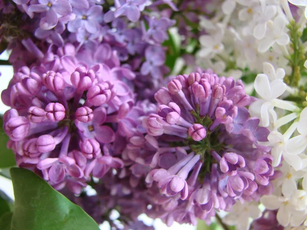 Rama Flores Lila Púrpura Syringa Vulgaris Lirio Plantas Florecientes Fondo — Foto de Stock