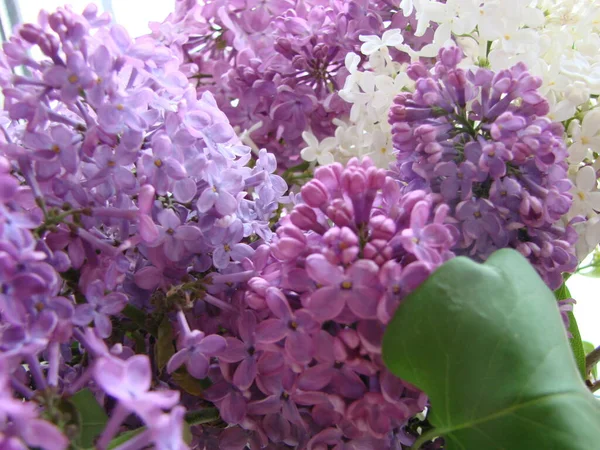 Ramo Flores Lilás Roxas Syringa Vulgaris Lírio Florescendo Plantas Fundo — Fotografia de Stock