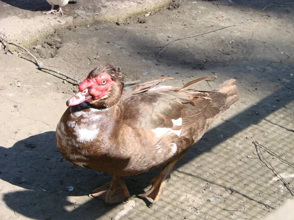 麝香鸭 Muscovy Duck Keyina Moschata 是一只土生土长的大鸭 — 图库照片