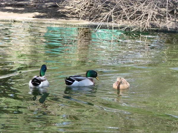 Männliche Und Weibliche Stockente Schwimmen Auf Der Suche Nach Nahrung — Stockfoto