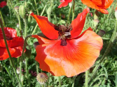 Terry kırmızı, pembe, turuncu haşhaş, yakın çekim çiçekleri. Afyon vahşi alanı