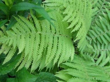 Mükemmel doğal eğrelti otu deseni. Genç yeşil eğreltiotu yapraklarıyla yapılmış güzel bir arka plan..