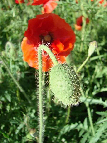 Flores Las Amapolas Rojas Florecen Campo Salvaje Luz Suave Drogas — Foto de Stock