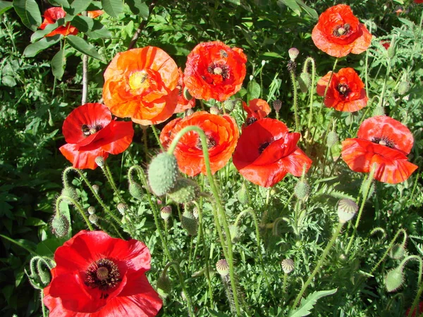 Blumen Roter Mohn Blüht Auf Wildem Feld Weiches Licht Natürliche — Stockfoto