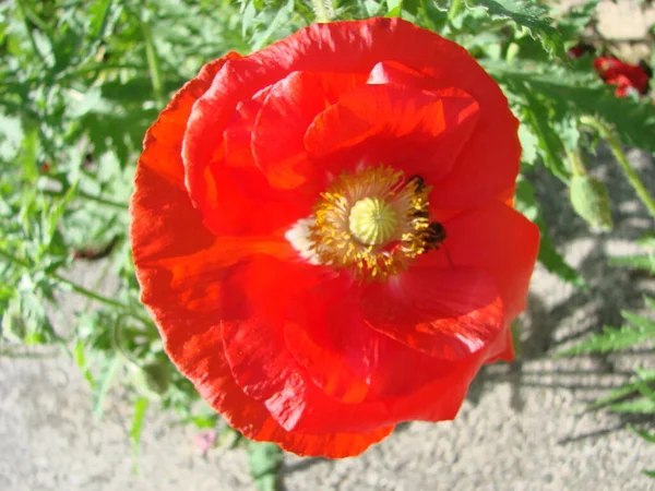 Czerwony Terry Różowy Pomarańczowy Mak Kwiaty Bliska Dzikie Pole Opium — Zdjęcie stockowe
