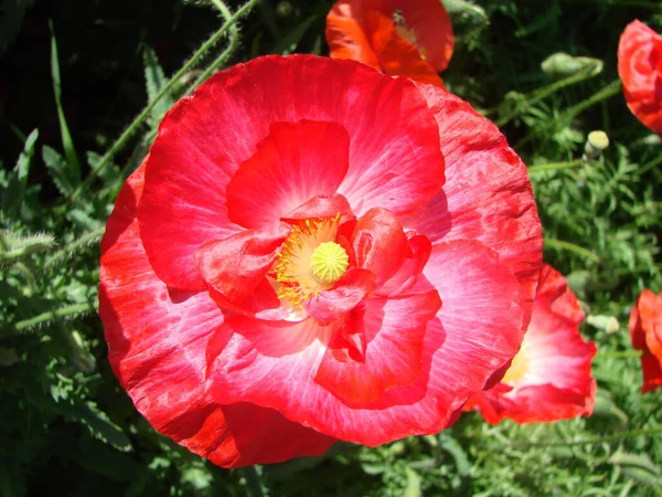 Röda Vallmo Blommor Med Bin Och Vetefält Bakgrunden Vanliga Vallmo — Stockfoto