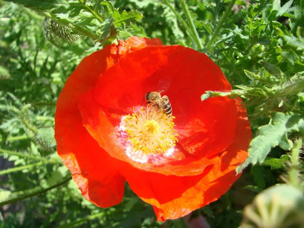 Czerwone Poppy Kwiaty Pszczoły Pszenicy Pola Tle Rhoeas Makowy Latające — Zdjęcie stockowe