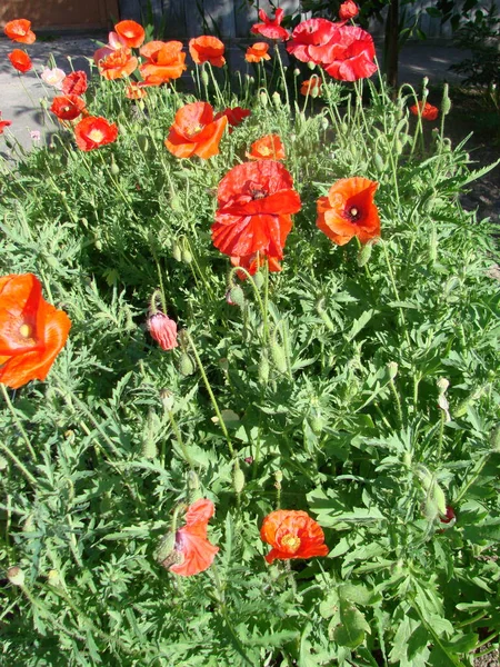 Kwiaty Czerwone Maki Kwitną Dzikim Polu Miękkie Światło Naturalne Narkotyki — Zdjęcie stockowe