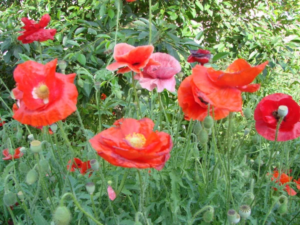 Blommor Röda Vallmo Blommar Vilda Fält Mjukt Ljus Naturliga Droger — Stockfoto