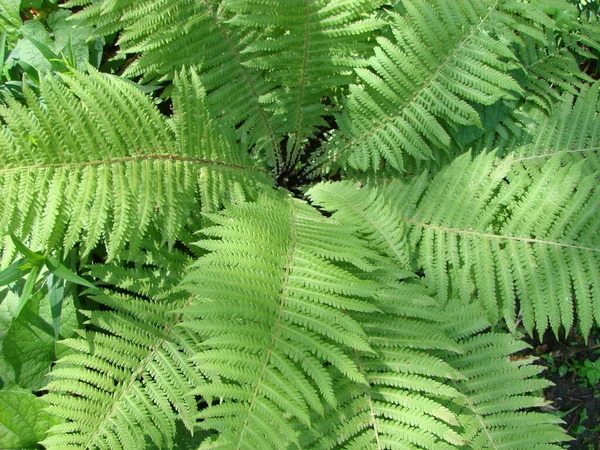 Parfait Motif Naturel Fougère Beau Fond Fait Avec Jeunes Feuilles — Photo