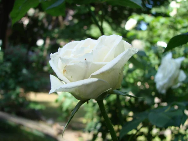 ブッシュの白い花が咲きました バラの成長 美しいバラがたくさん咲いています 白いバラの芽 開花するバラの茂み — ストック写真
