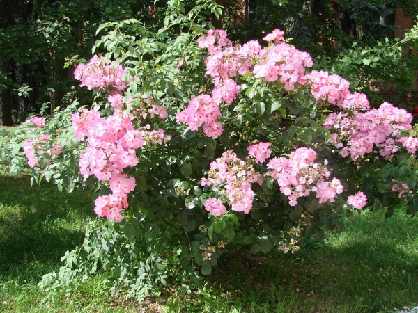 Rosa Buskrosor Rosa Felicia Rosor Rosa Rosor Bakgrund Hybridmyskrosor Pink — Stockfoto