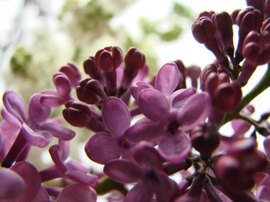 Mor leylak çiçekleri dalı, şırınga kabalığı. Zambak açan bitkiler mavi gökyüzüne karşı. Makro