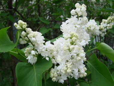 Yaygın bir şırınga, leylak, makro çalı, beyaz tarla. Taze çiçeklerle dolu bahar manzarası. Mavi gökyüzüne karşı beyaz çiçekli bitkiler. Sof odaklanma.
