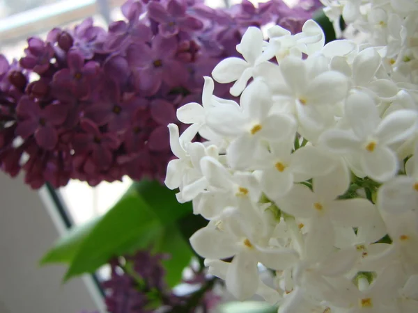 Букет Красивих Білих Фіолетових Бузкових Квітів Весняне Цвітіння Квітучий Бузковий — стокове фото