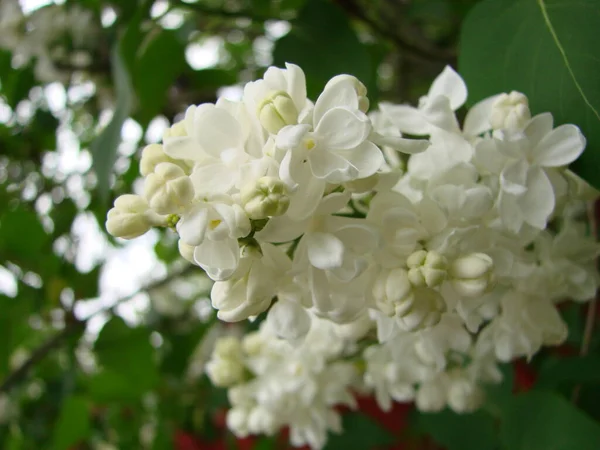 Florecimiento Común Syringa Vulgaris Lilacs Macro Arbusto Cultivar Blanco Paisaje — Foto de Stock