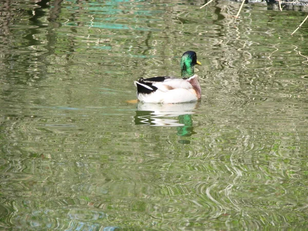 라드오리는 먹이를 찾으면서 연못에서 헤엄치고 — 스톡 사진