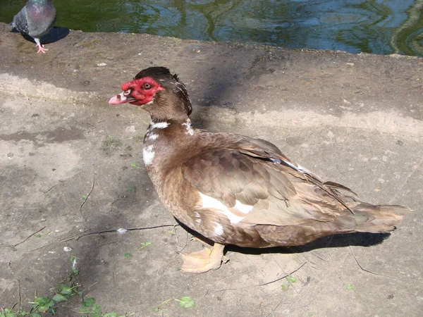 Die Moskauer Ente Cairina Moschata Ist Eine Große Ente Die — Stockfoto