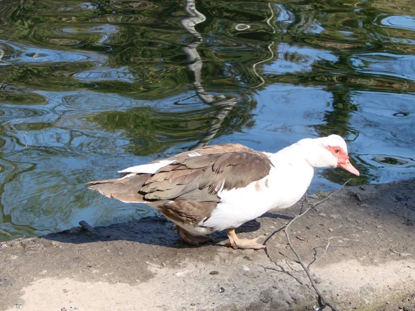 Die Moskauer Ente Cairina Moschata Ist Eine Große Ente Die — Stockfoto