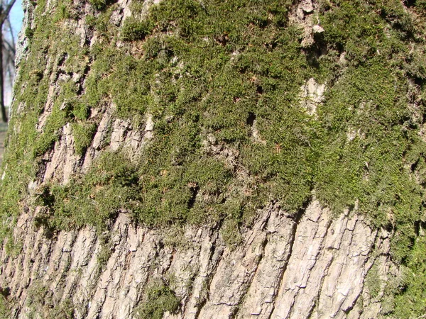 Bir Ağaç Yeşil Yosun Liken Üstünde Ile Kahverengi Kabuğu Kabartma — Stok fotoğraf