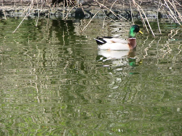 Pato Mallard Macho Fêmea Nadando Uma Lagoa Com Água Verde — Fotografia de Stock