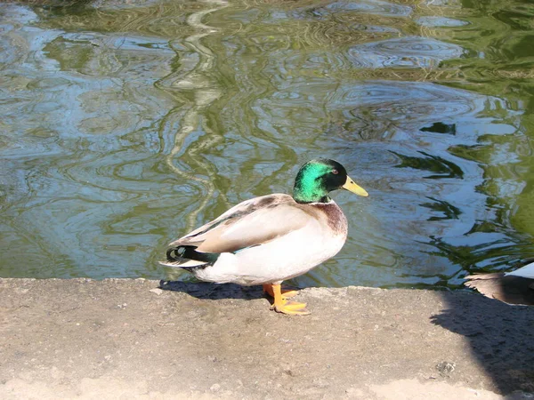 Pato Mallard Macho Fêmea Nadando Uma Lagoa Com Água Verde — Fotografia de Stock