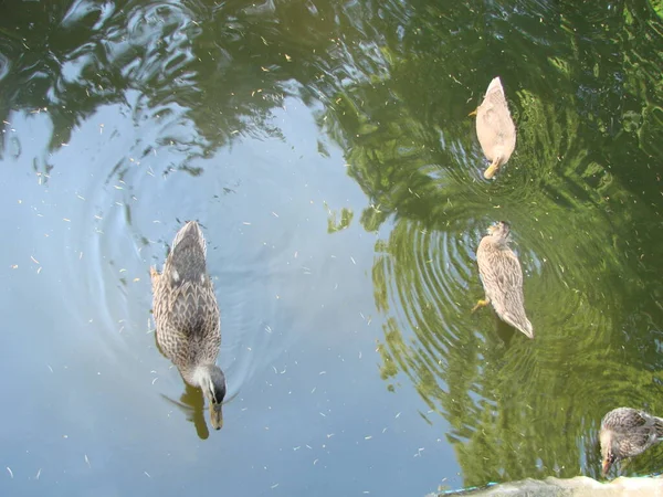 Männliche Und Weibliche Stockente Schwimmen Auf Der Suche Nach Nahrung — Stockfoto