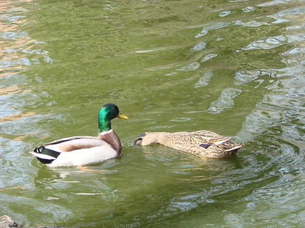 Pato Mallard Macho Fêmea Nadando Uma Lagoa Com Água Verde — Fotografia de Stock