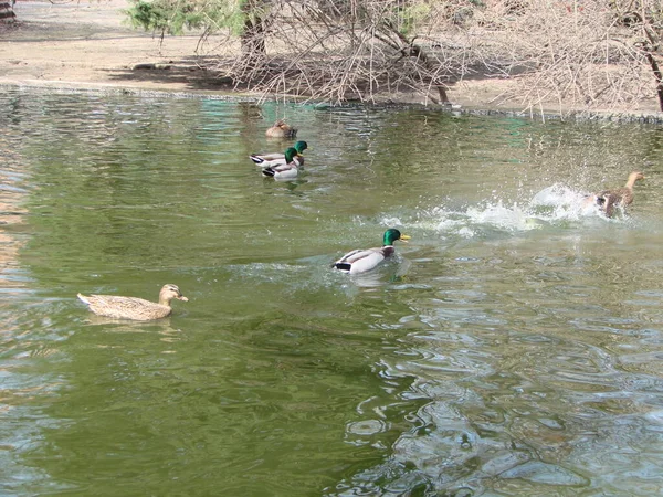 Pato Mallardo Macho Hembra Nadando Estanque Con Agua Verde Mientras — Foto de Stock