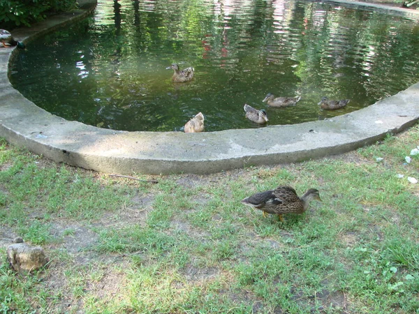 Canard Colvert Mâle Femelle Nageant Sur Étang Avec Eau Verte — Photo