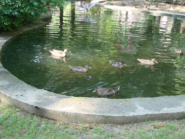 オスとメスのマガモは食べ物を探している間に緑色の水で池を泳いでいます — ストック写真