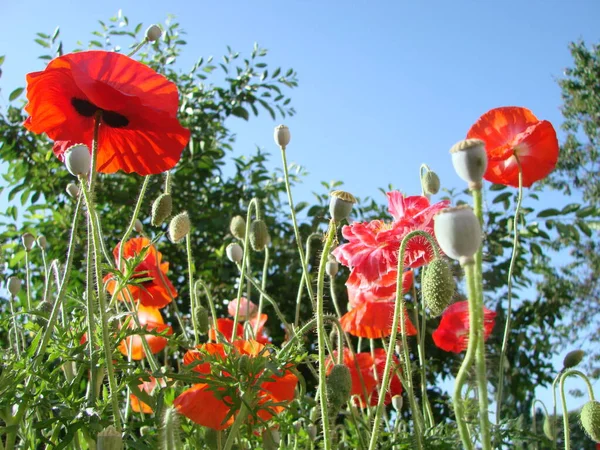 Blumen Roter Mohn Blüht Auf Wildem Feld Weiches Licht Natürliche — Stockfoto