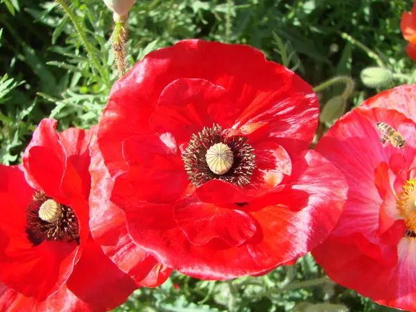 Red Poppy Flores Com Uma Abelha Campos Trigo Fundo Poppy — Fotografia de Stock