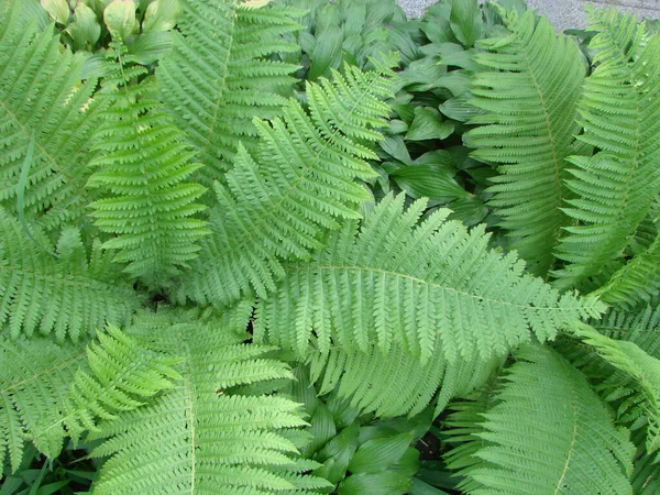 Perfect Natural Fern Pattern Beautiful Background Made Young Green Fern — Stock Photo, Image