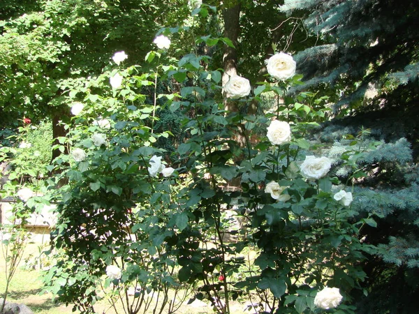 Bush Rose Fleurs Blanches Des Roses Qui Poussent Beaucoup Belles — Photo