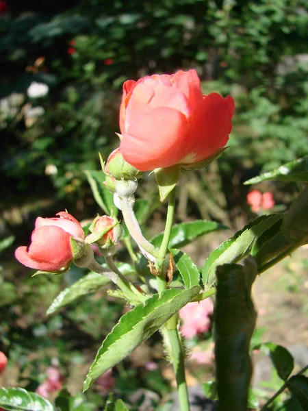 Κόκκινο Τριαντάφυλλο Σταγόνες Σταγόνες Στα Πέταλα Των Κόκκινων Τριαντάφυλλων Μακρο — Φωτογραφία Αρχείου
