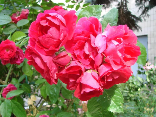 Розовые Кустарниковые Розы Розовые Розы Фелиции Розовые Розы Фон Розы — стоковое фото