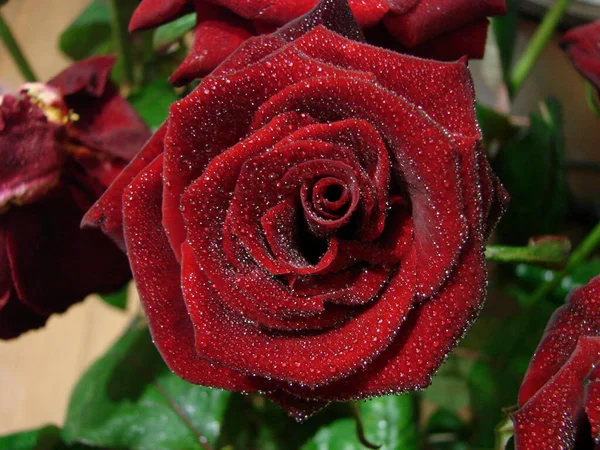 Rote Rose Mit Tropfen Tropfen Auf Die Blütenblätter Roter Rosenblüten — Stockfoto