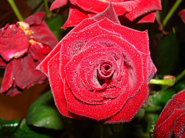 赤はドロップで上昇した 赤いバラの花の花弁に落ちる マクロ写真 花弁に露の滴 雨が降る 濃い赤のバラ — ストック写真