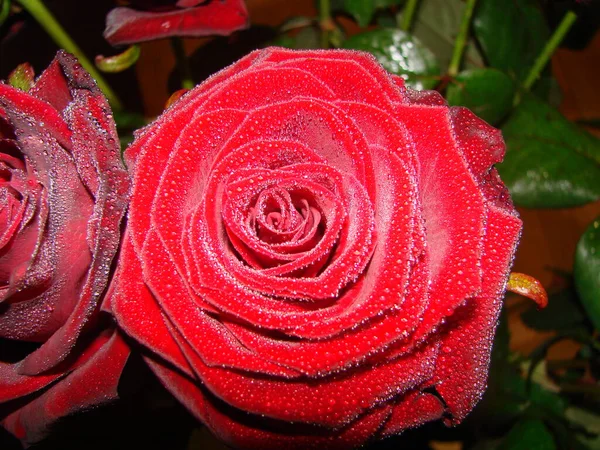 Rosa Roja Con Gotas Gotas Los Pétalos Rosas Rojas Foto — Foto de Stock