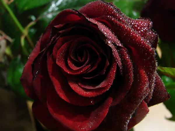 红色的玫瑰上有水滴 红玫瑰花瓣上的水滴 宏观照片 花瓣上的露珠 深红的玫瑰 — 图库照片