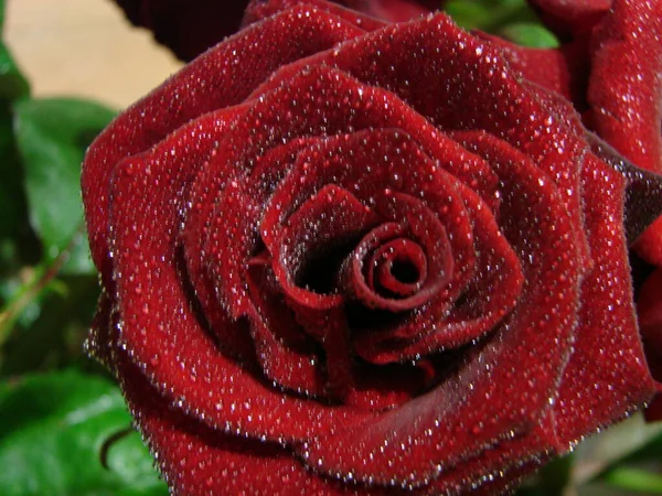 赤はドロップで上昇した 赤いバラの花の花弁に落ちる マクロ写真 花弁に露の滴 雨が降る 濃い赤のバラ — ストック写真